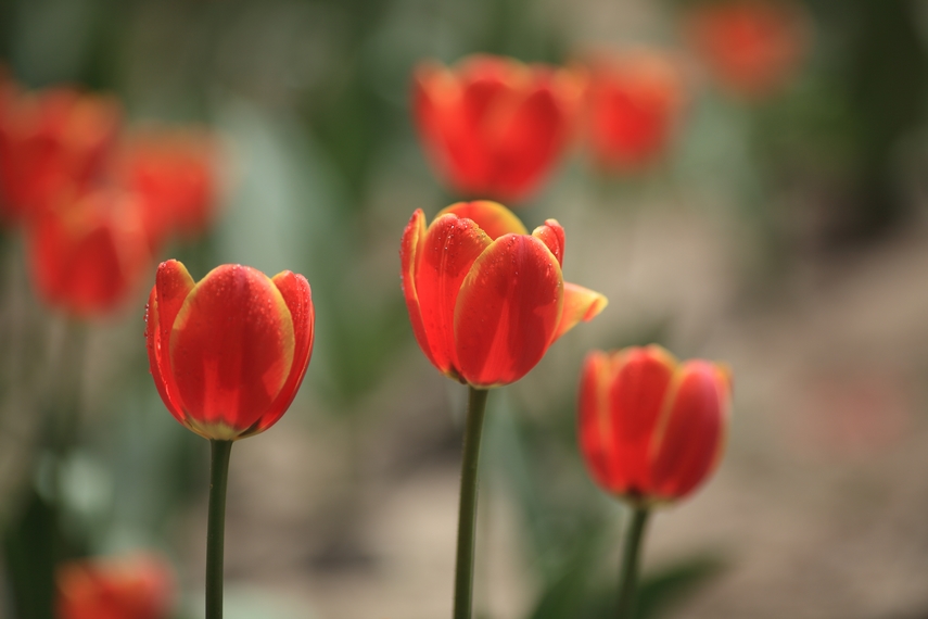 nEO_IMG_0407兴庆郁金香 老刘机子23.jpg