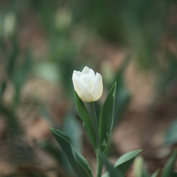 nEO_IMG_0407兴庆郁金香 老刘机子26.jpg