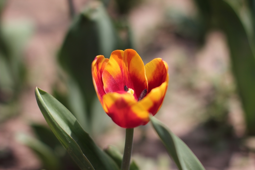 nEO_IMG_0407兴庆郁金香 小刘机子45.jpg