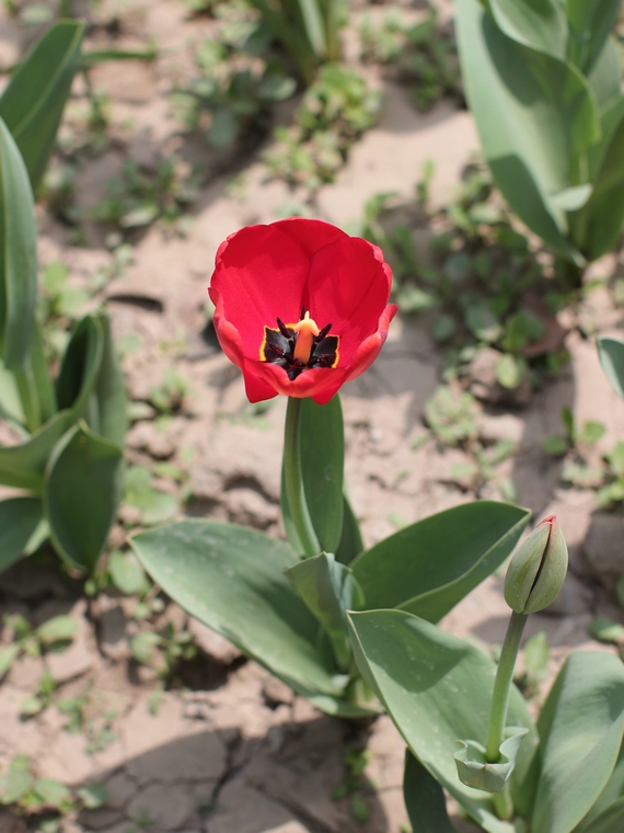 nEO_IMG_0407兴庆郁金香 小刘机子46.jpg