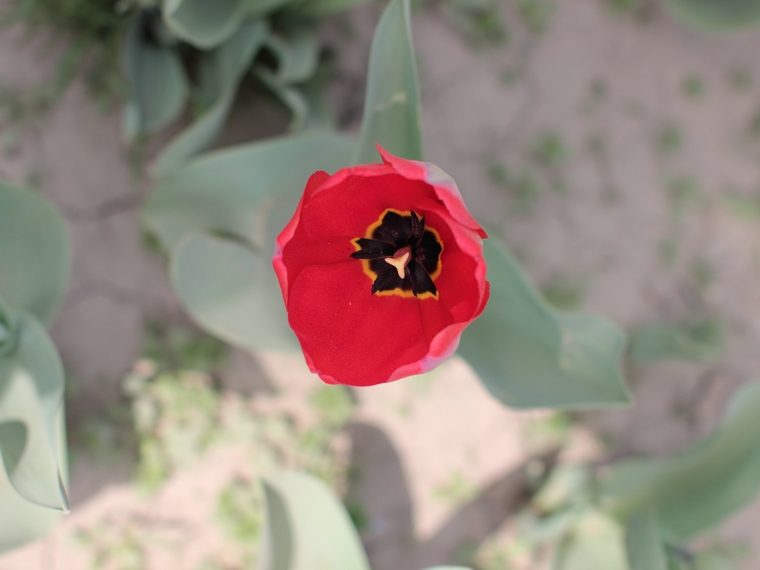 nEO_IMG_0407兴庆郁金香 小刘机子48.jpg