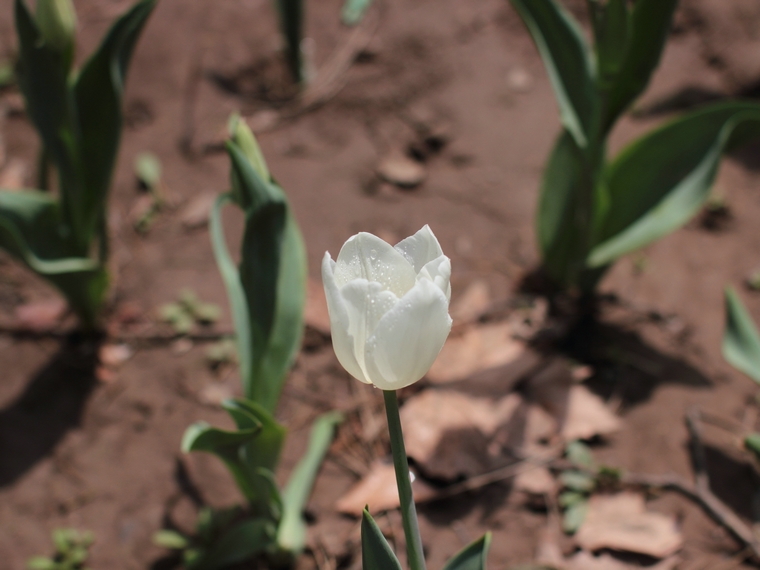 nEO_IMG_0407兴庆郁金香 小刘机子53.jpg