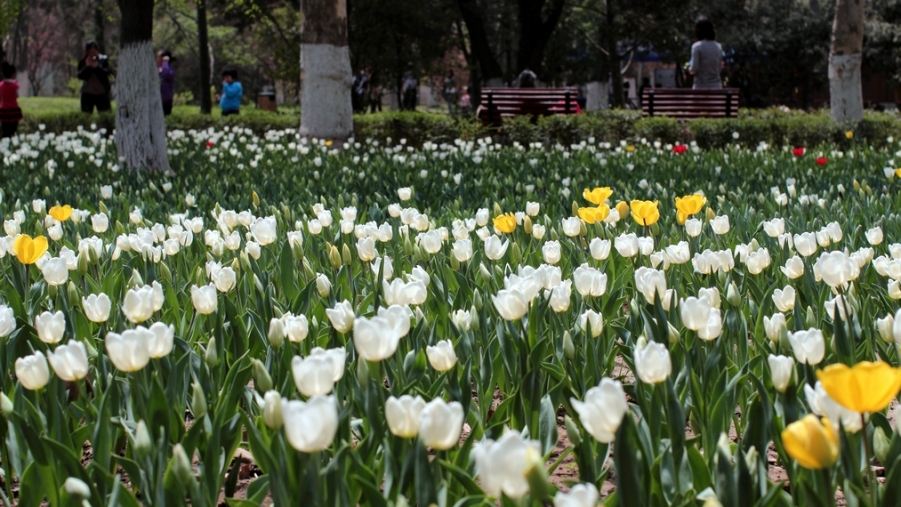 nEO_IMG_0407兴庆郁金香 小刘机子55.jpg