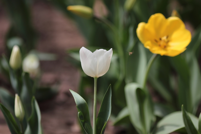 nEO_IMG_0407兴庆郁金香 小刘机子61.jpg