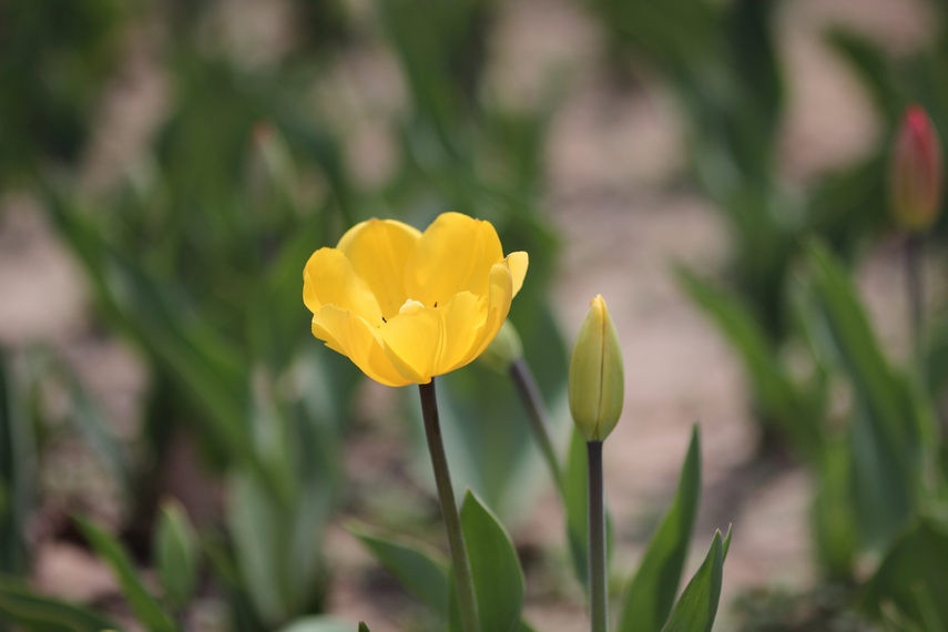 nEO_IMG_0407兴庆郁金香 小刘机子64.jpg