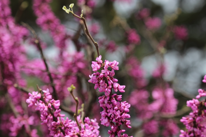 nEO_IMG_0407兴庆郁金香 小刘机子65.jpg