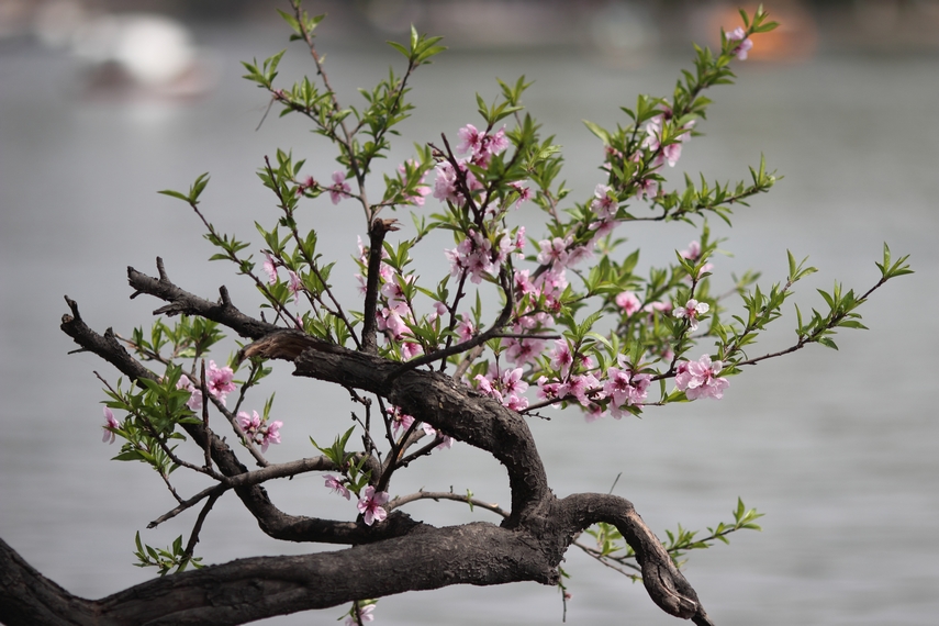 nEO_IMG_0407兴庆郁金香 小刘机子68.jpg