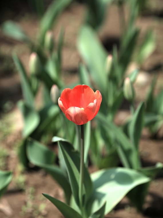 nEO_IMG_0407兴庆郁金香 老刘机子08.jpg