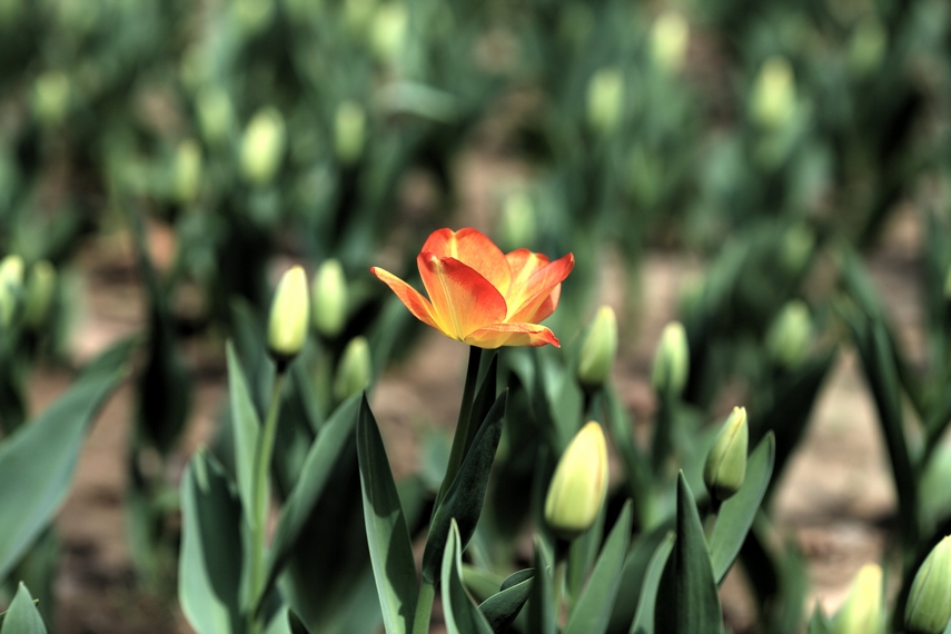 nEO_IMG_0407兴庆郁金香 老刘机子07.jpg