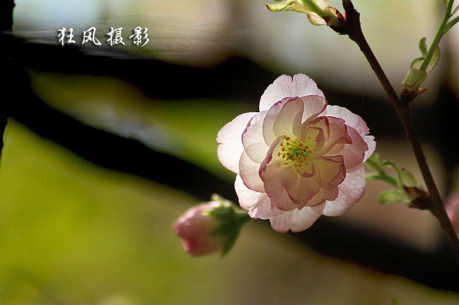 樱花逆光 (2).jpg