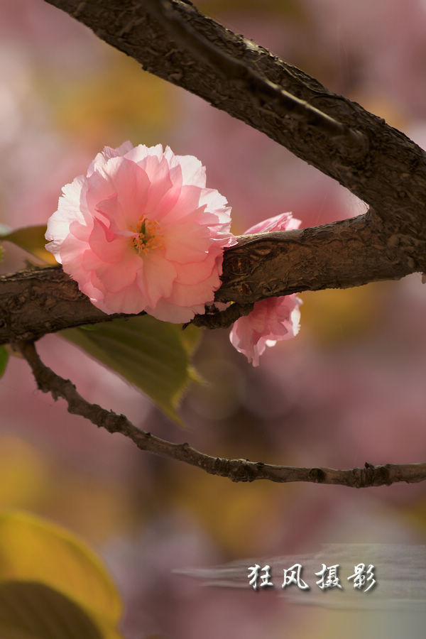 樱花逆光 (9).jpg