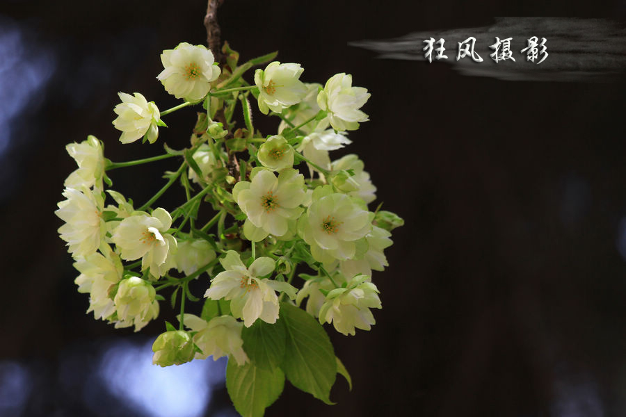 樱花逆光 (11).jpg