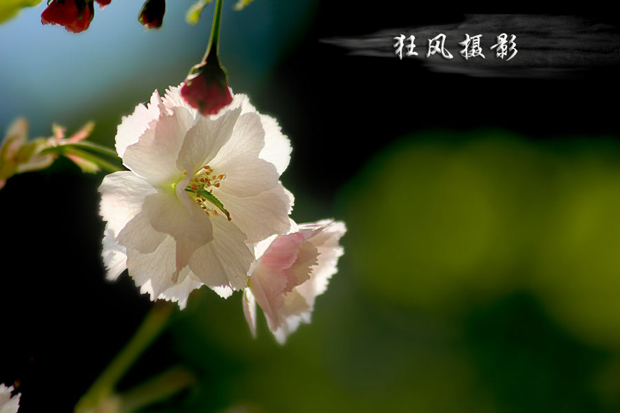 樱花逆光 (12).jpg