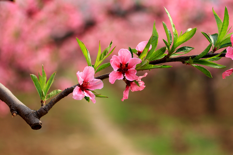 桃花开了 060.jpg