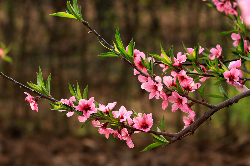 桃花开了 081.jpg