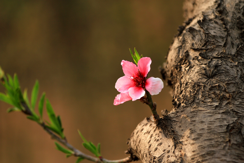 桃花开了 093.jpg