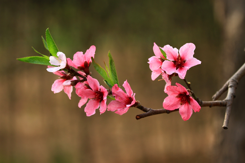 桃花开了 109.jpg