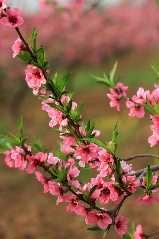 桃花开了 111.jpg