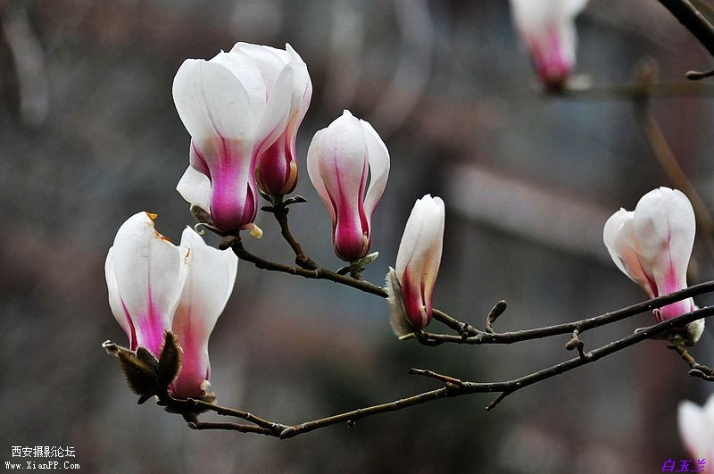 白玉兰花1
