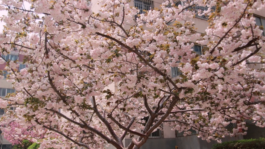 nEO_IMG_0410  canon2035L2.8 樱花07.jpg