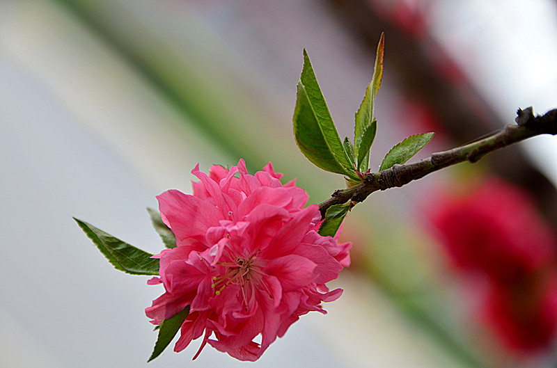 照片 016_副本.jpg