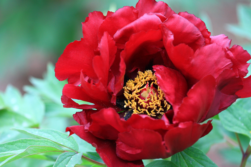 再拍牡丹 006.jpg