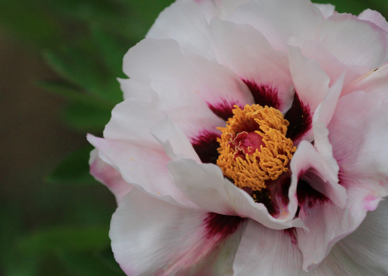 再拍牡丹 066.jpg