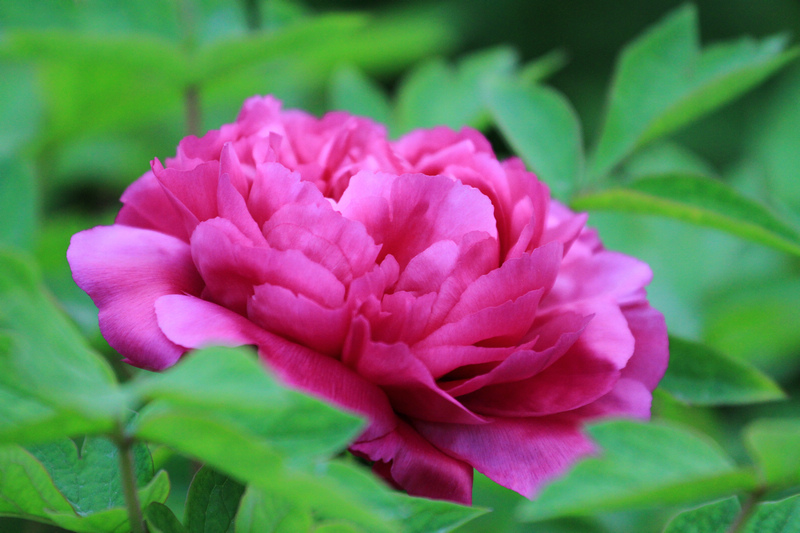 再拍牡丹 071.jpg