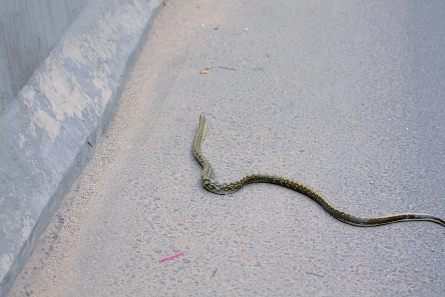 途中偶遇有蛇过公路