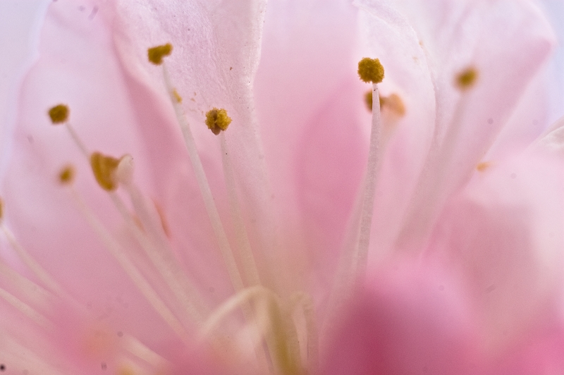 DSC_010.jpg
