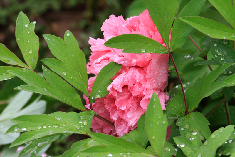 牡丹与小林 095.jpg