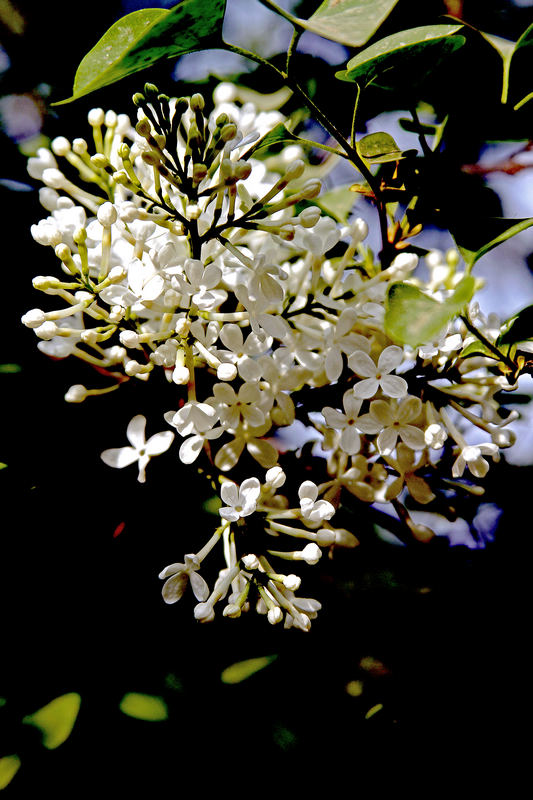 _MG_5477.jpg