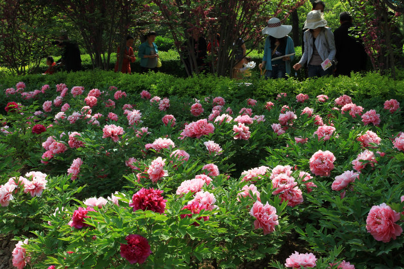 牡丹花开春满园 070.jpg