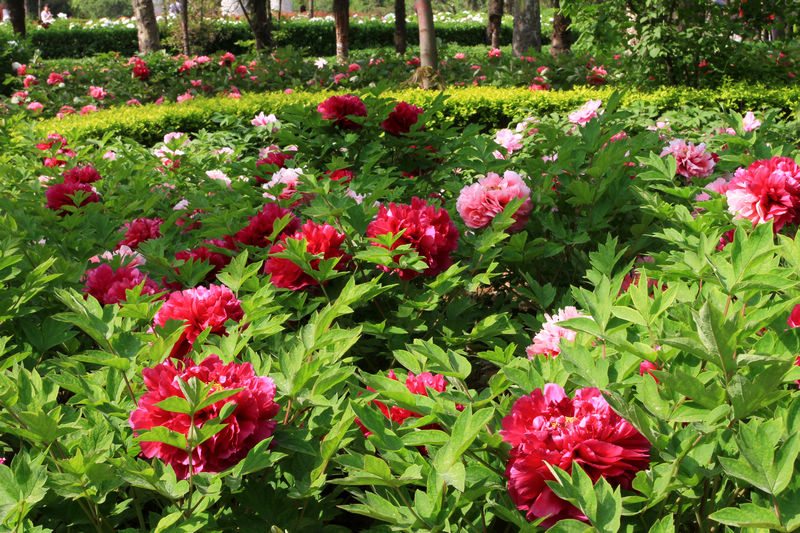 牡丹花开春满园 087.jpg