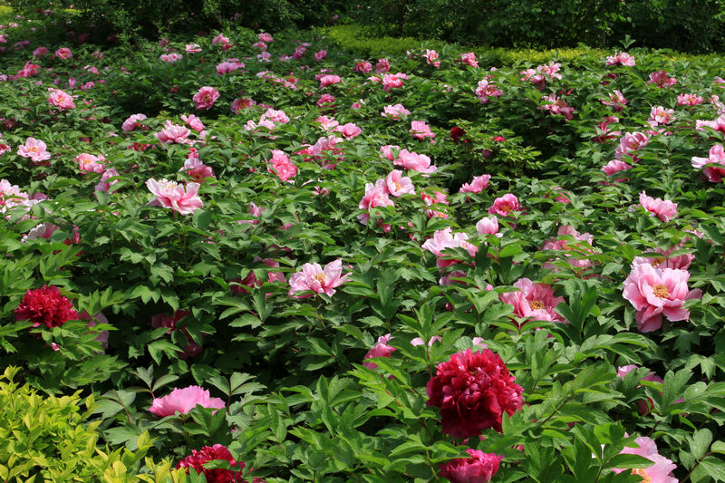 牡丹花开春满园 111.jpg