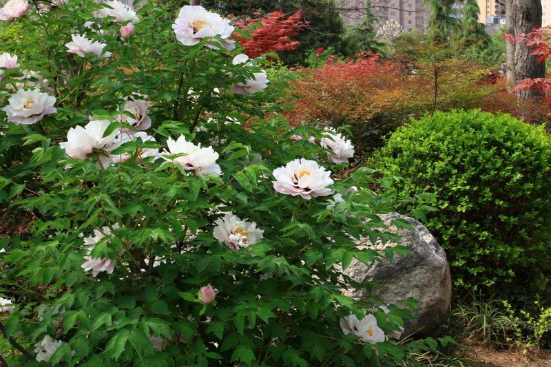 牡丹花开春满园 124.jpg