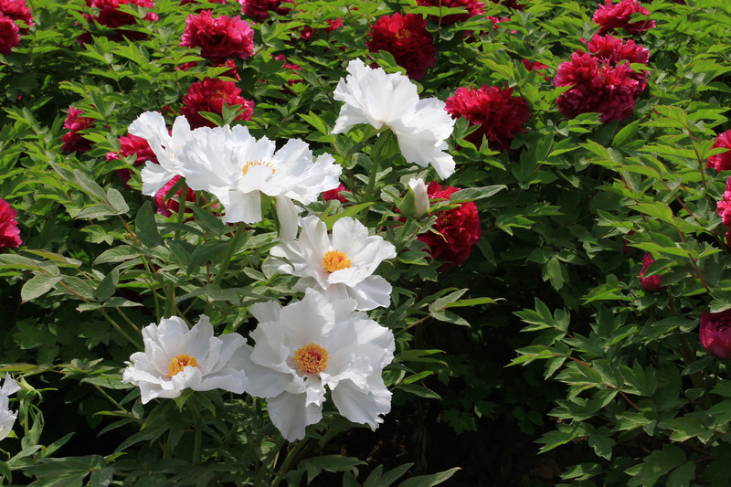 牡丹花开春满园 135.jpg