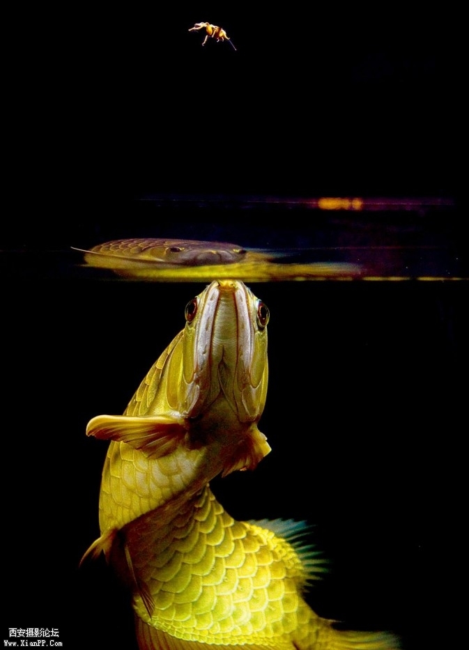 P113-51-673x933.jpg P113-51-673x933.jpg