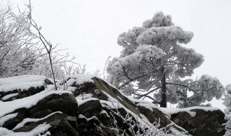 IMG_1239.[1]jpg (2).jpg