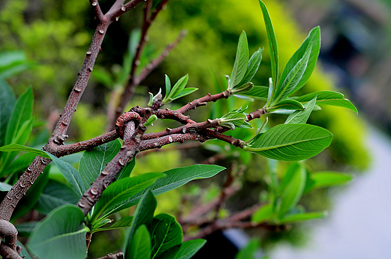 照片 105_副本.jpg