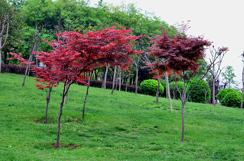 照片 109_副本.jpg