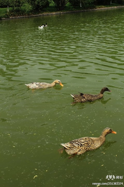large_RbWu_447c000002dc125f.jpg