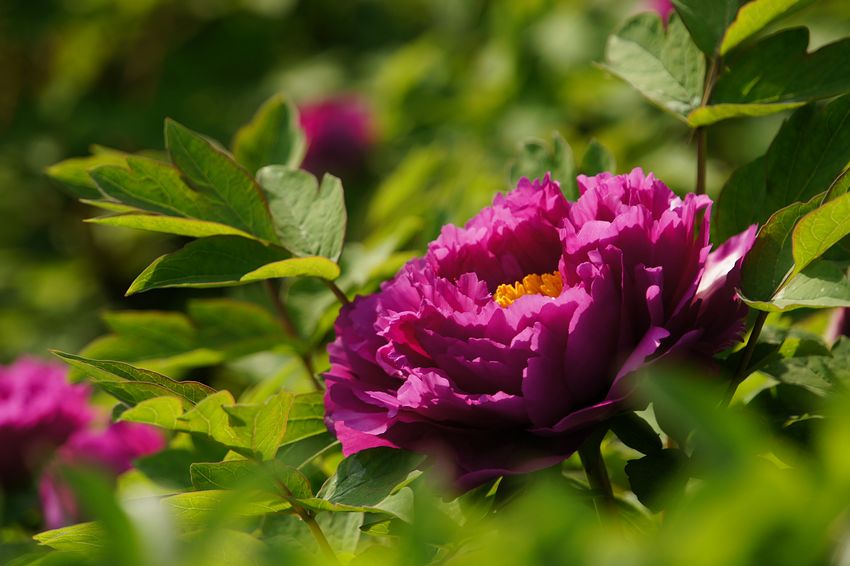 交大牡丹 024A.jpg