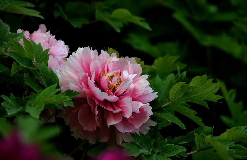 交大牡丹 103A.jpg