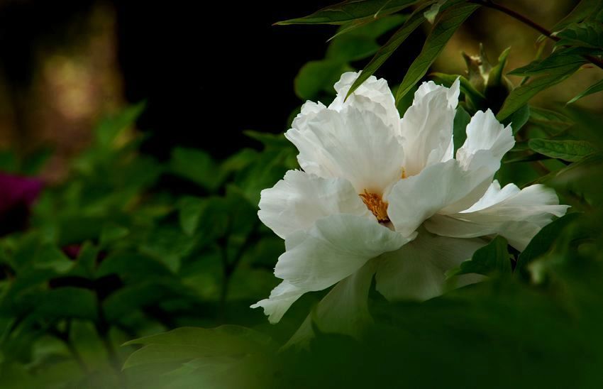 交大牡丹 185A.jpg