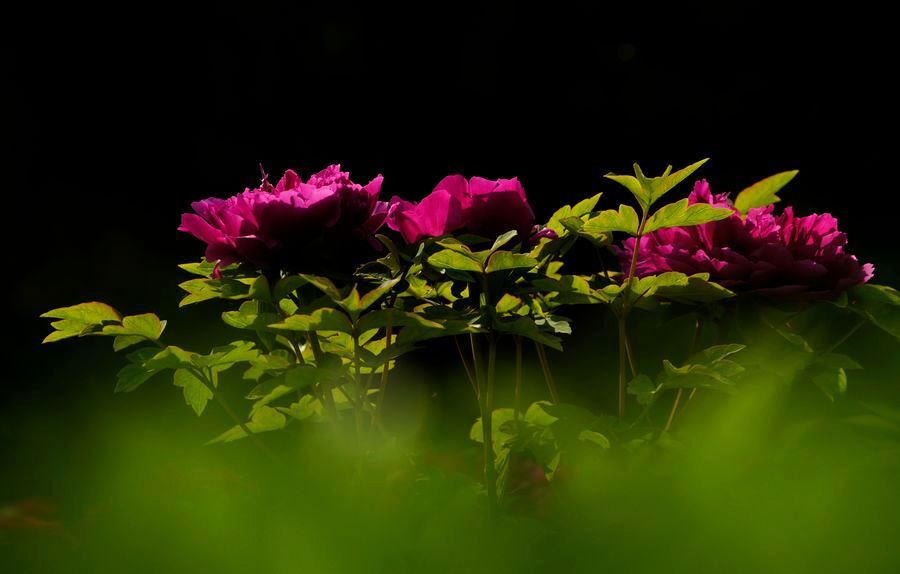 交大牡丹 128A.jpg