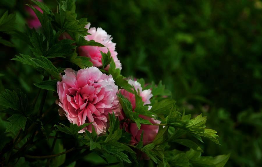 交大牡丹 088A.jpg