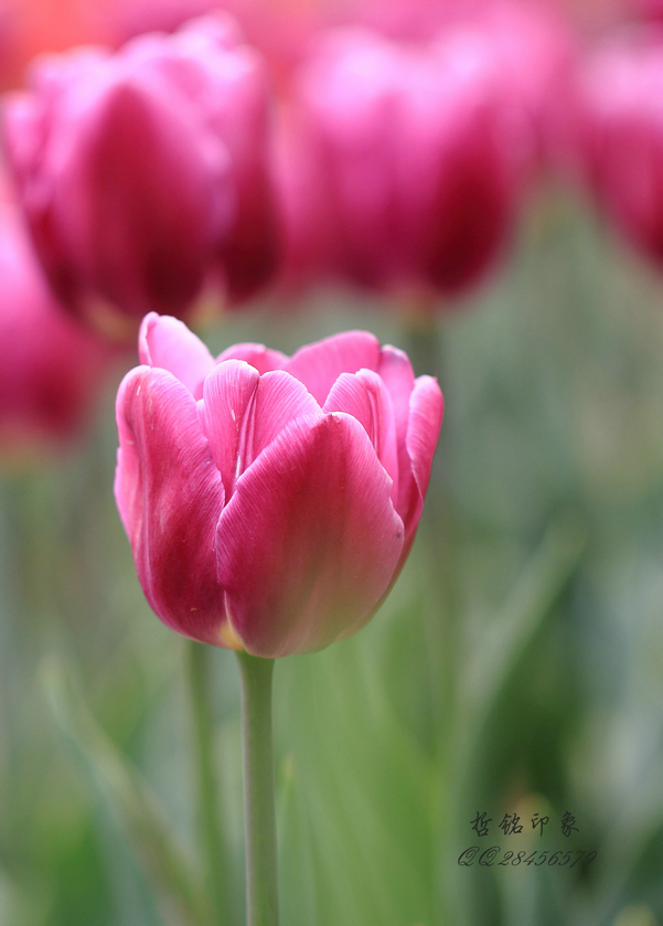 郁金香DPP_004.JPG