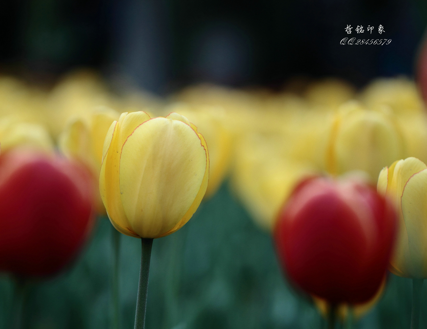 郁金香DPP_011.JPG