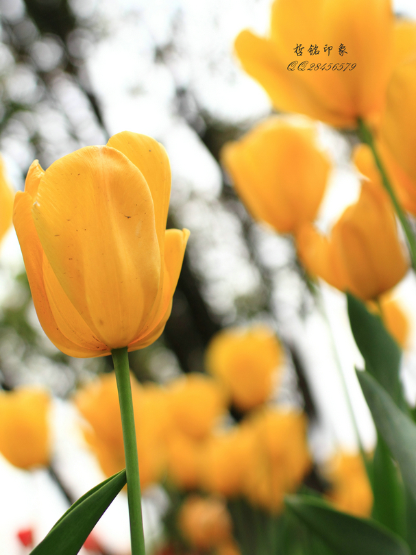 郁金香DPP_025.JPG